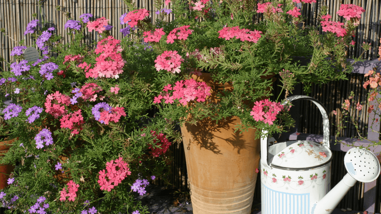 7 plantas que quase não precisam de água