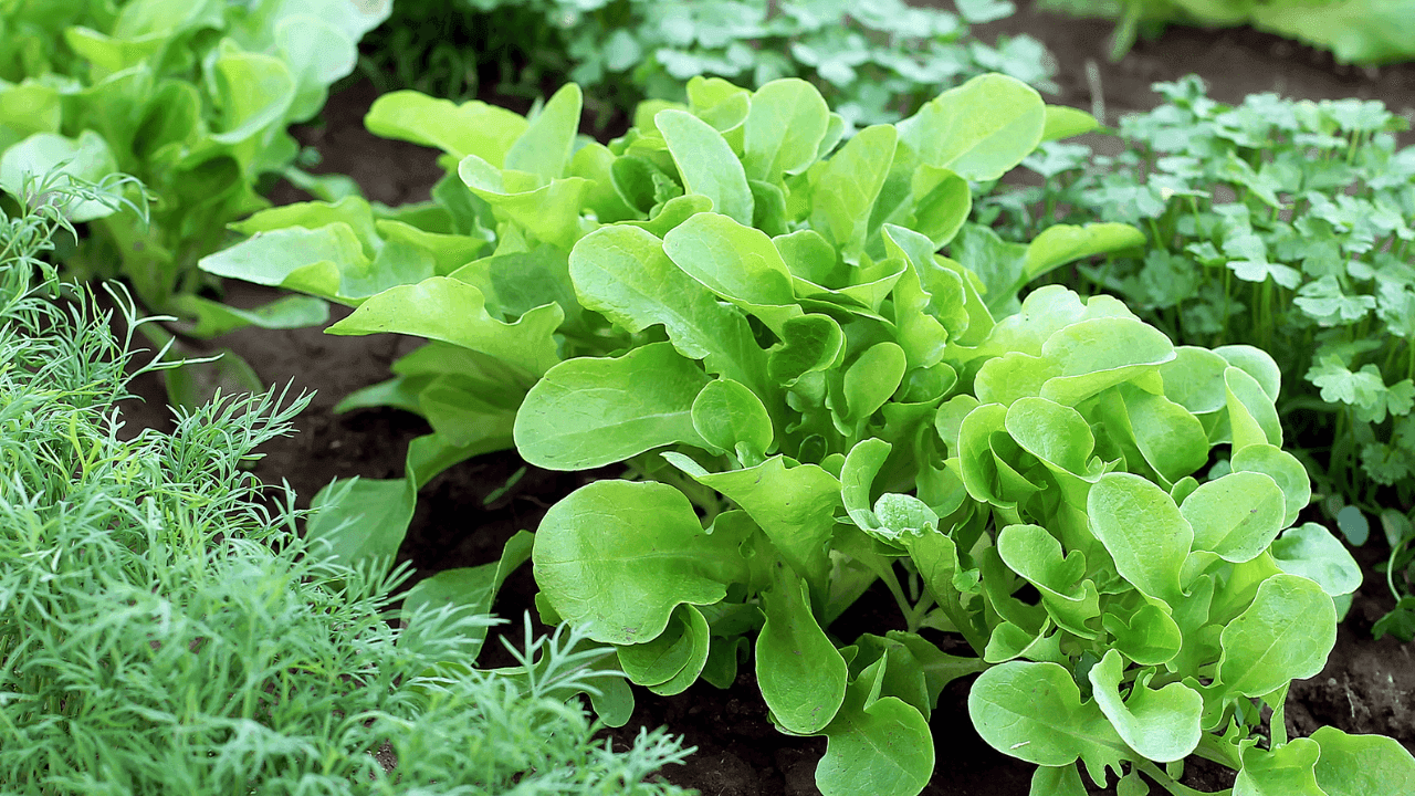9 plantas repelentes de pragas que deve ter na sua horta