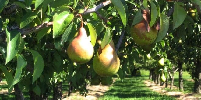 Previsões agrícolas do INE: produtividade da pêra 40% acima da alcançada na campanha anterior