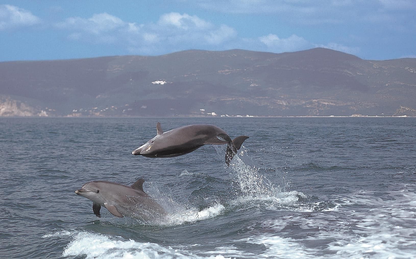 Campanha "Proteger os golfinhos" já navega no estuário do Sado