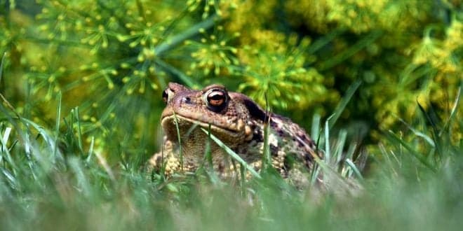 Após denúncia de ambientalistas, agricultor espanhol paga multa de 5.500 euros por electrocutar acidentalmente 25 sapos