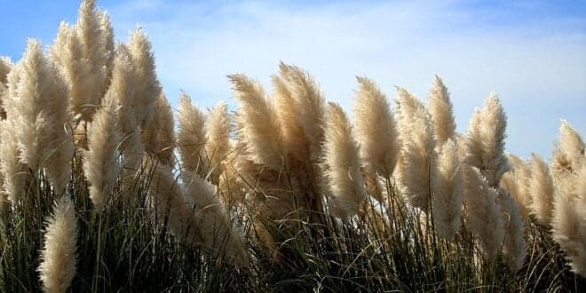 Fundo Ambiental distribui 1,2 M€ para combate às espécies invasoras exóticas aquáticas e controlo da erva-das-pampas