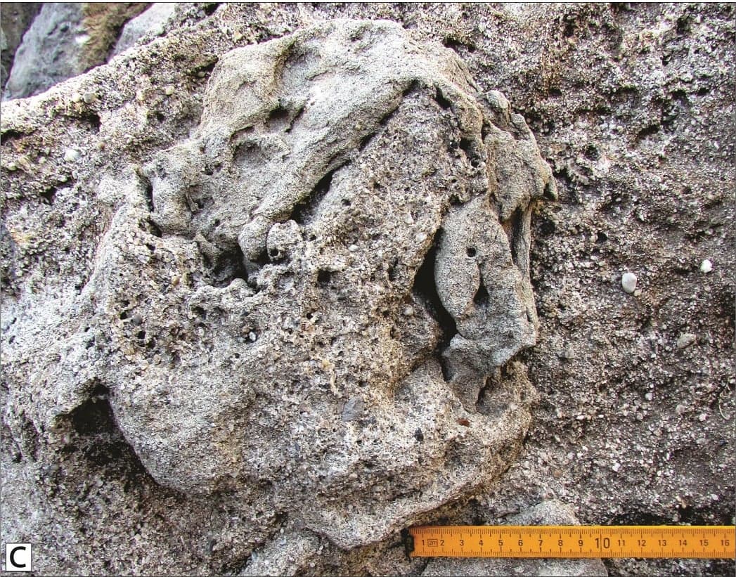 Estudo revela novos dados sobre pegadas de dinossauros carnívoros do Jurássico no Cabo Mondego
