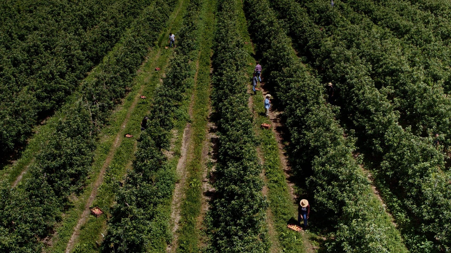 Continente é o único retalhista mundial com a cadeia de abastecimento de frutos e legumes certificada pela GLOBALG.A.P.