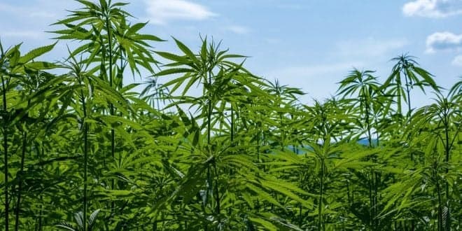Obtenção de autorização para cultivo de cannabis para fins industriais tem novas regras
