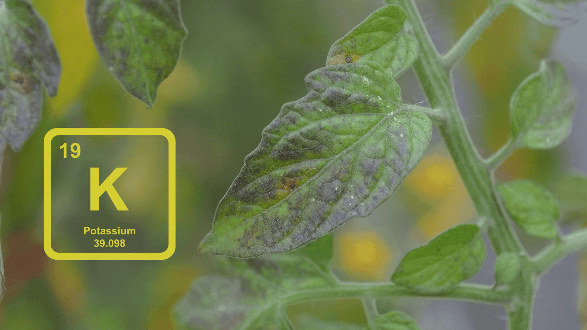 Conheça a importância do potássio nas plantas