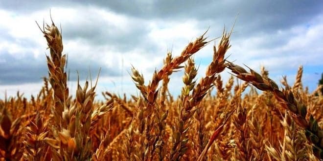 Cereais de Inverno afectados pela seca. Superfície instalada é a menor dos últimos 100 anos