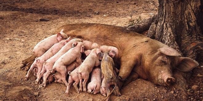 Declaração de Existências de Suínos tem de ser feita até 30 de Abril