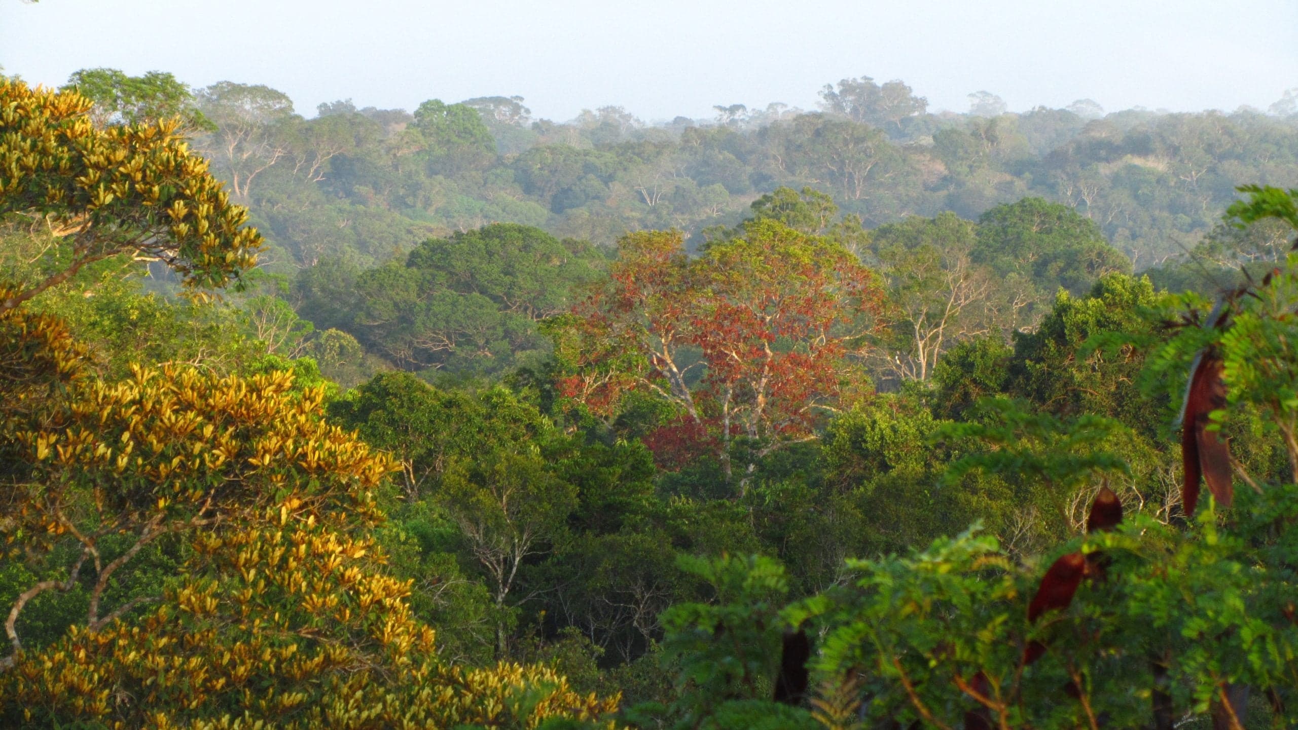 Estudo revela que temperaturas elevadas e seca reduzem o crescimento de árvores tropicais