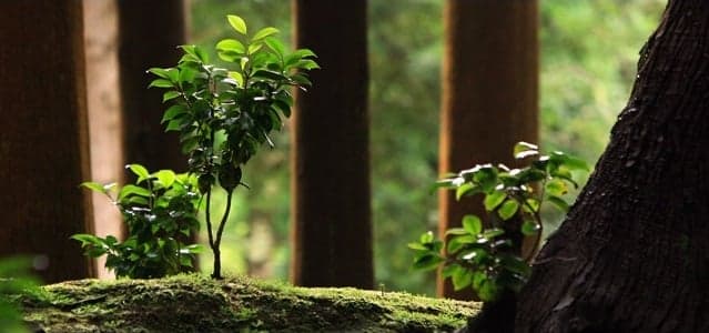 Governo vai criar Vale Floresta para apoio aos pequenos proprietários