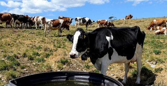 Programa. Governo vai apoiar criação de charcas e pequenas barragens