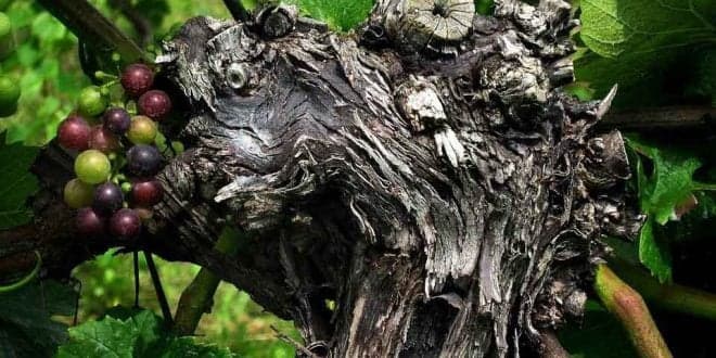 Há 343 castas aptas à produção de vinho em Portugal