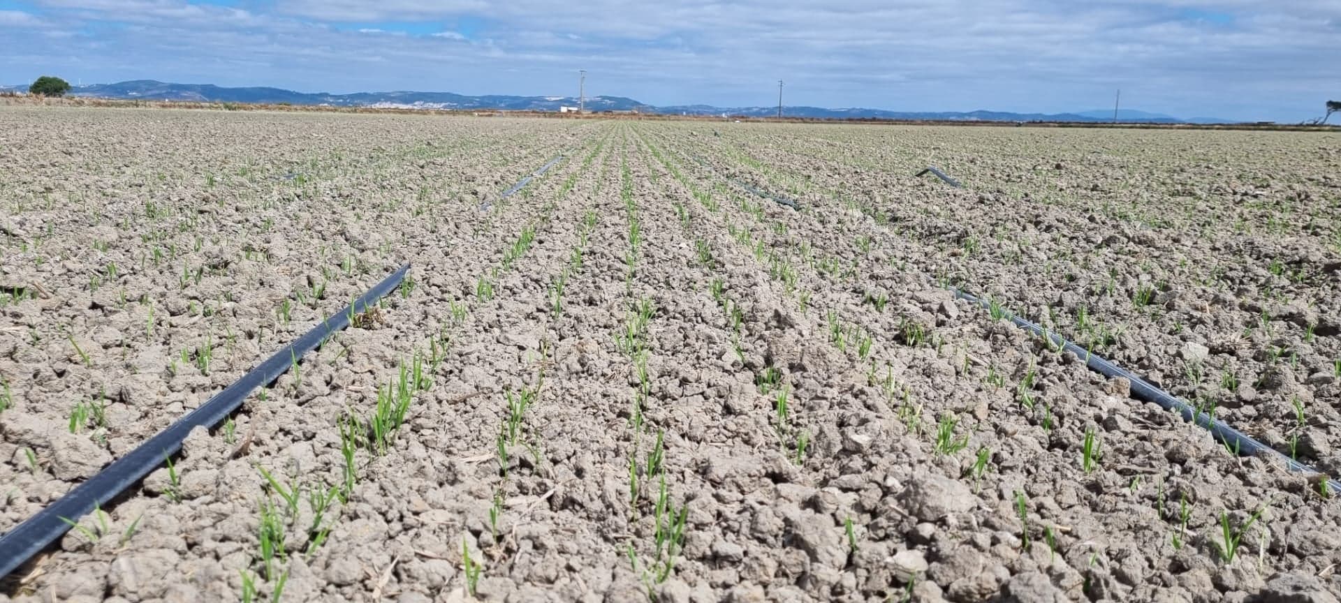 A revolução da rega gota-a-gota na cultura do arroz