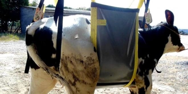 PAN quer fim da exportação de animais vivos para países terceiros à União Europeia