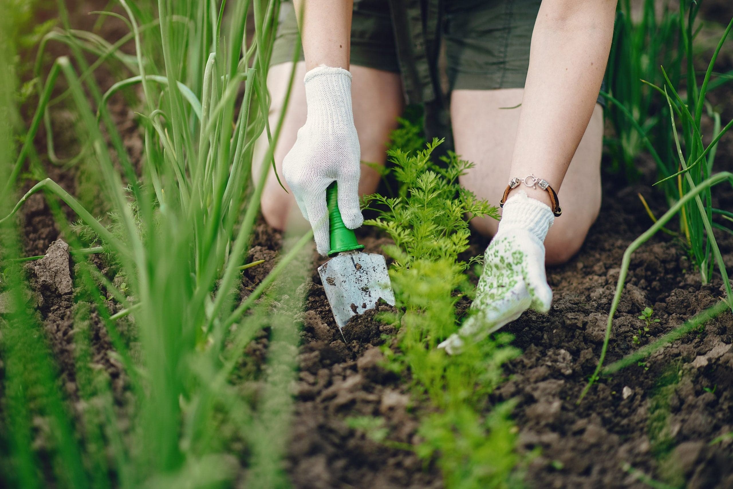 Fevereiro é o momento ideal para cultivar: conheça 7 culturas indicadas