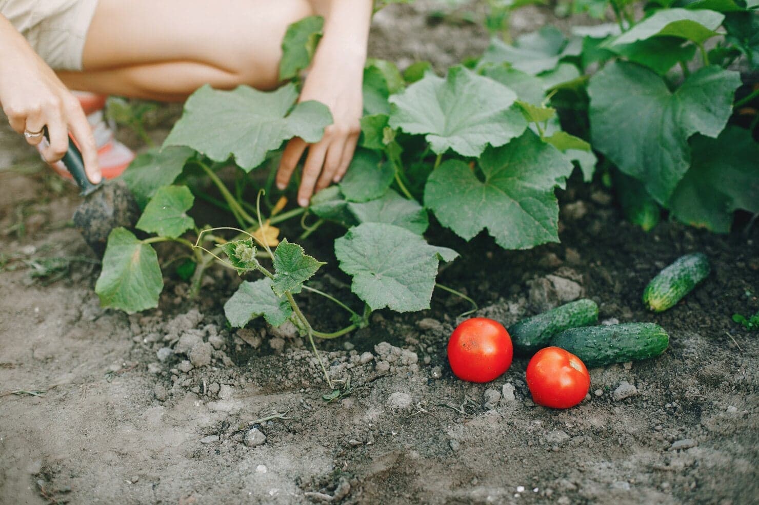 Descubra 5 das melhores culturas para plantar na Primavera e obter uma produção abundante