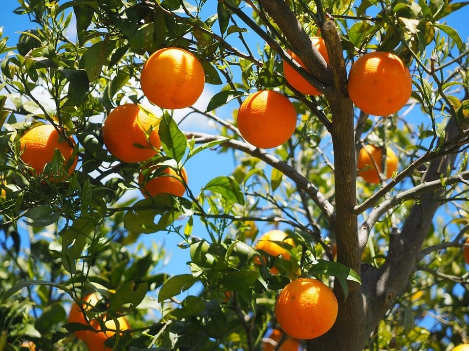 10 variedades de laranja diferentes que vai ter que conhecer