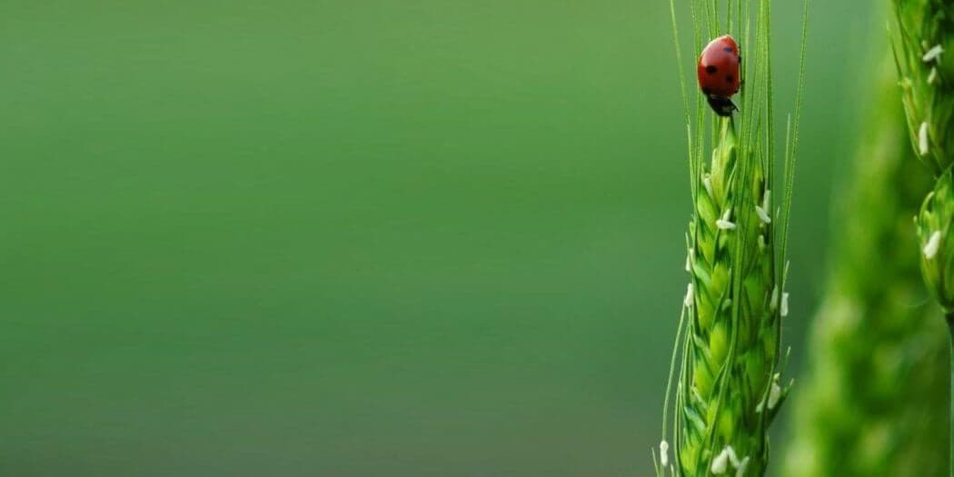 DGADR publica -e-book das normas técnicas da produção integrada nas culturas vegetais