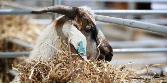 Custo das sementes aumenta 9,5% em Março de 2023. Alimento para animais mais caros 5,6%