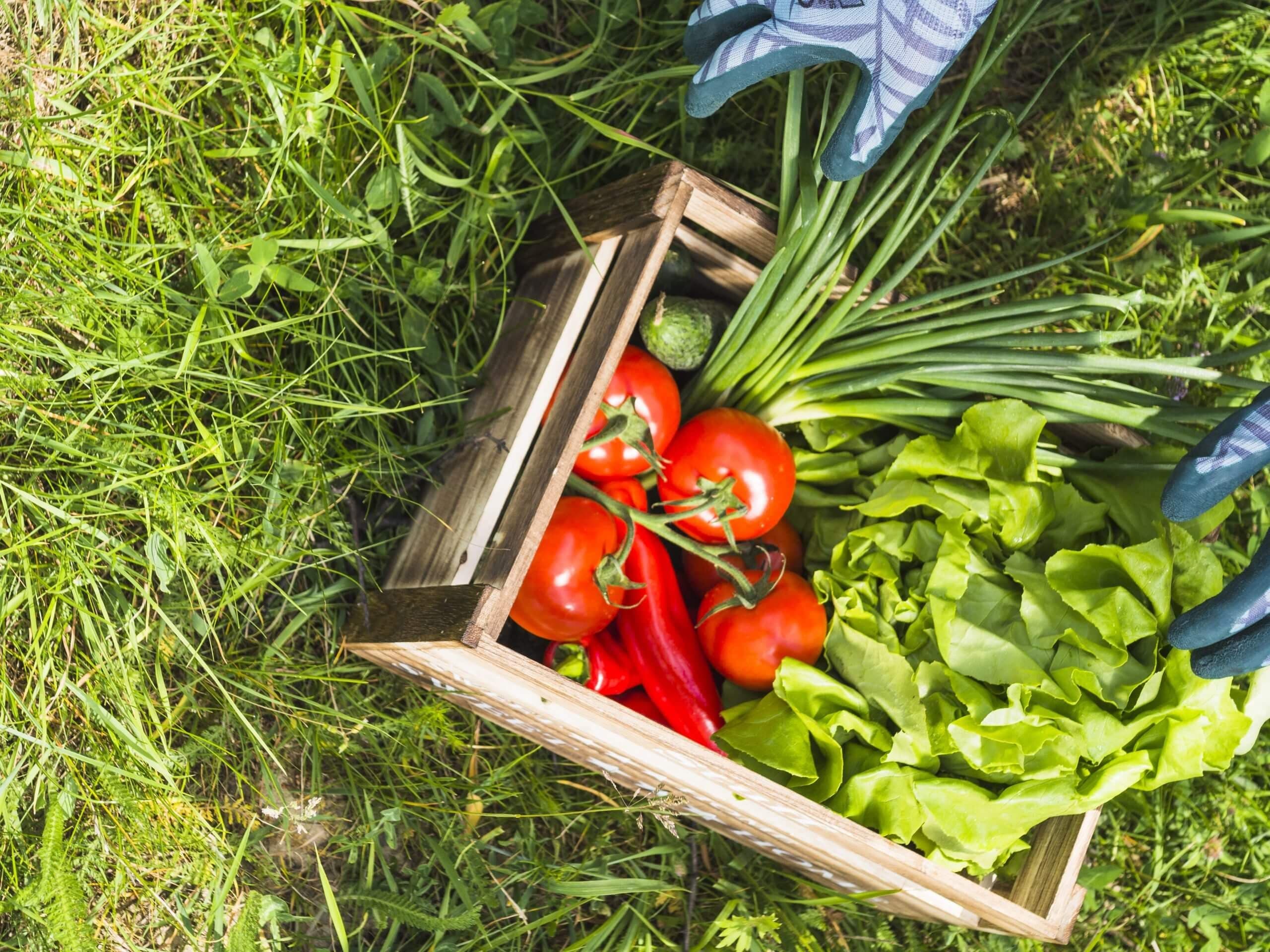 🌿🔎 Como escolher as melhores plantas para a sua horta biológica 🌱🌼