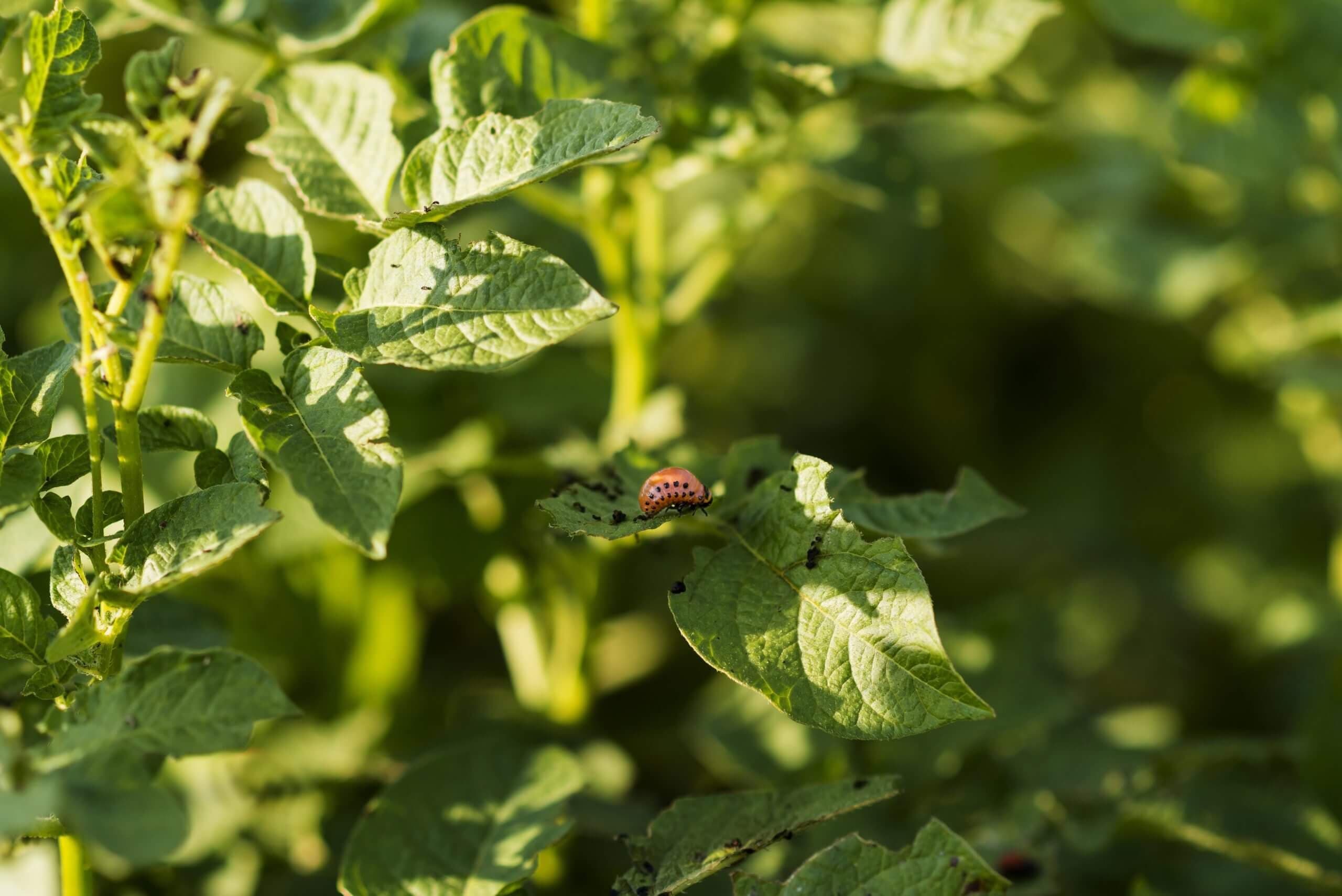 Soluções Naturais para Pragas e Doenças na Horta Biológica 🌱