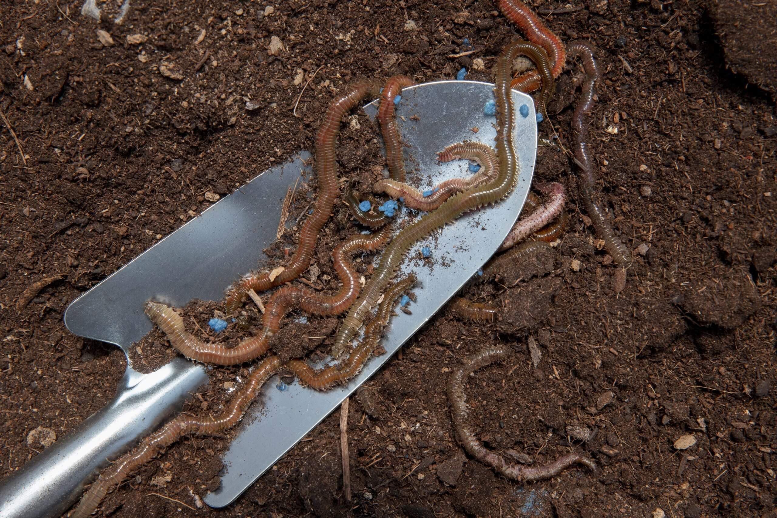 🌱 Vermicompostagem: um Guia para Iniciantes que deve conhecer 🐛