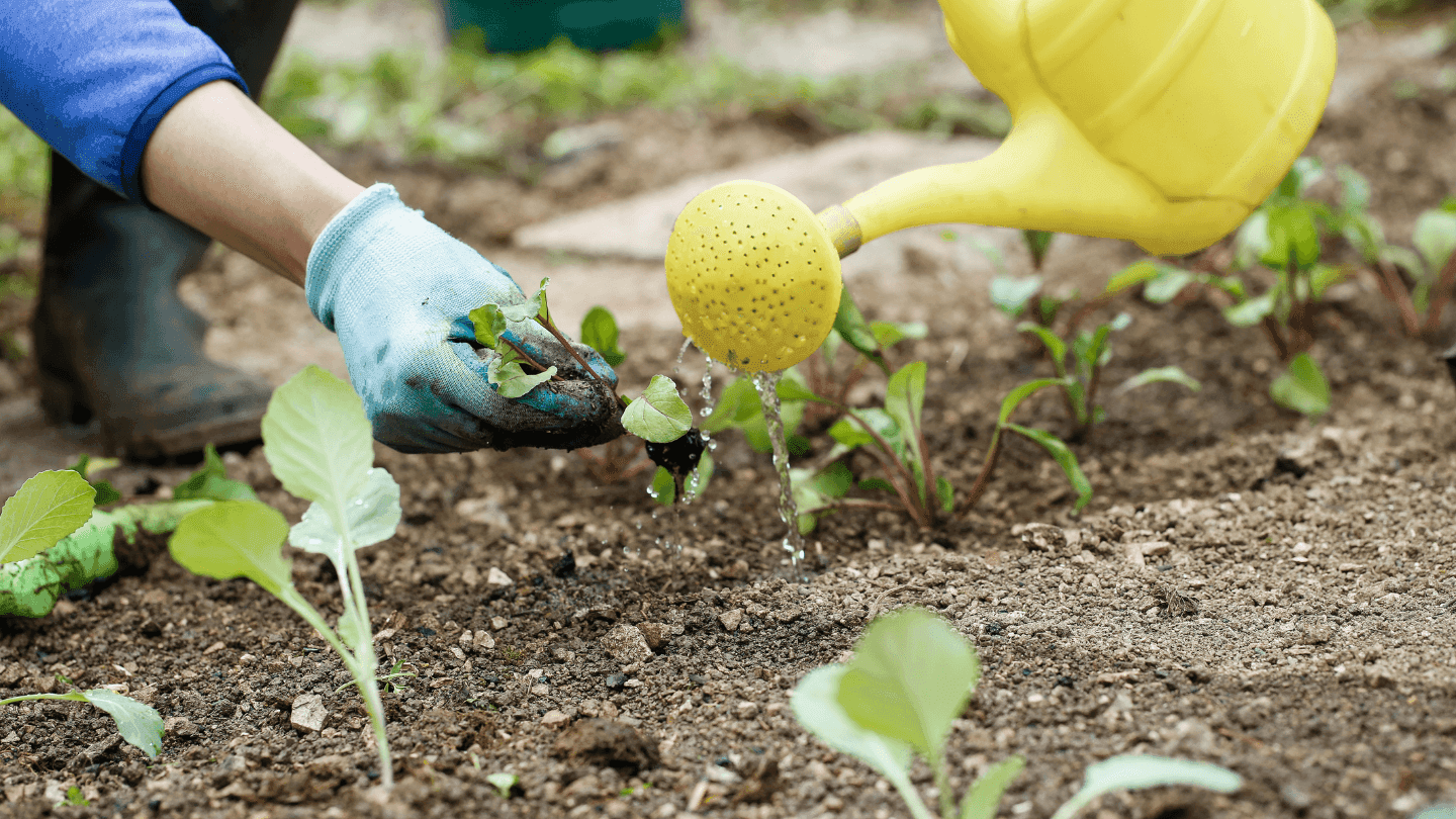 Dicas infalíveis: Torne sua rega na horta mais eficiente e sustentável