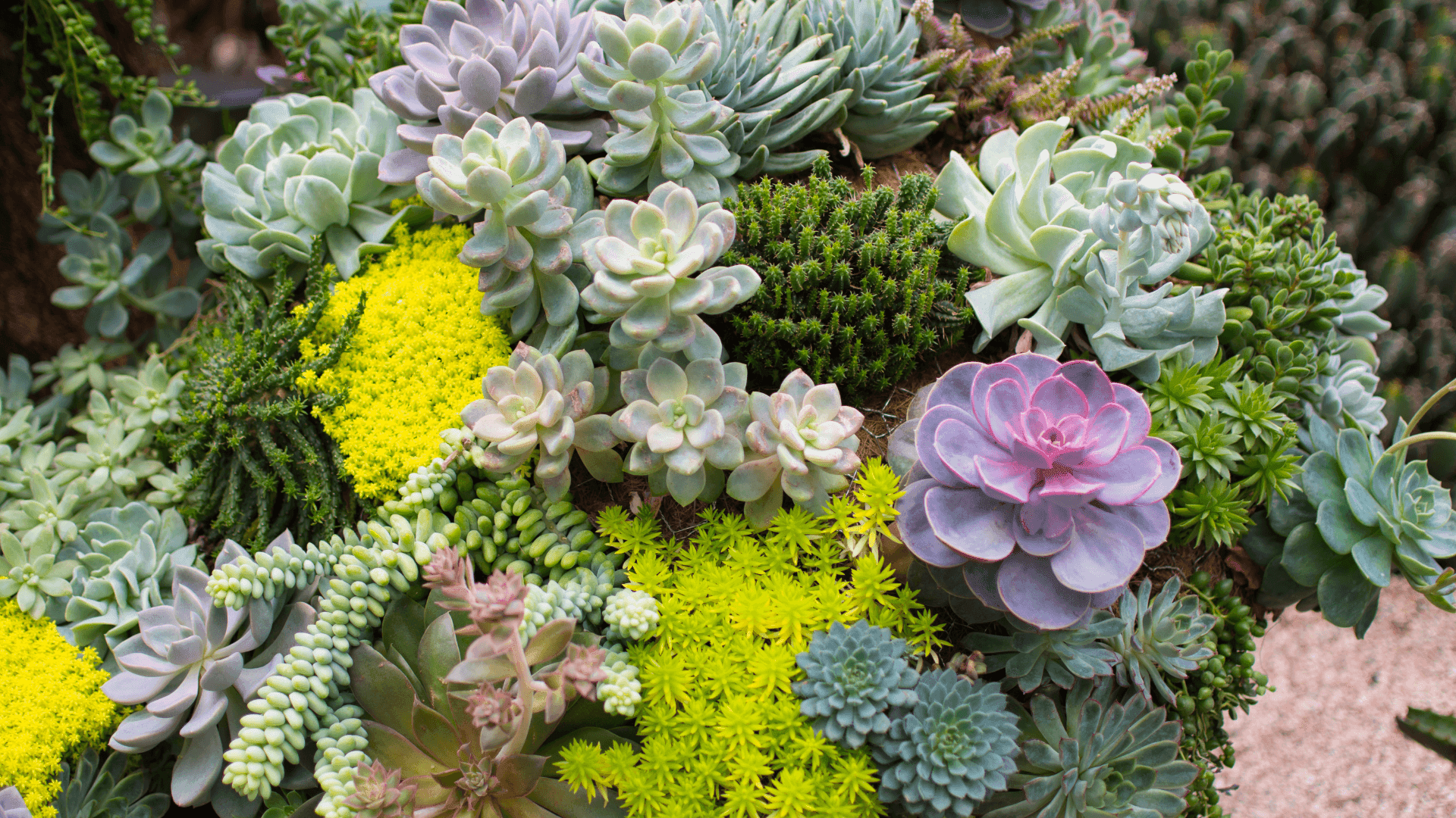 Sobreviver à seca: Explore 10 plantas resistentes que requerem pouca água