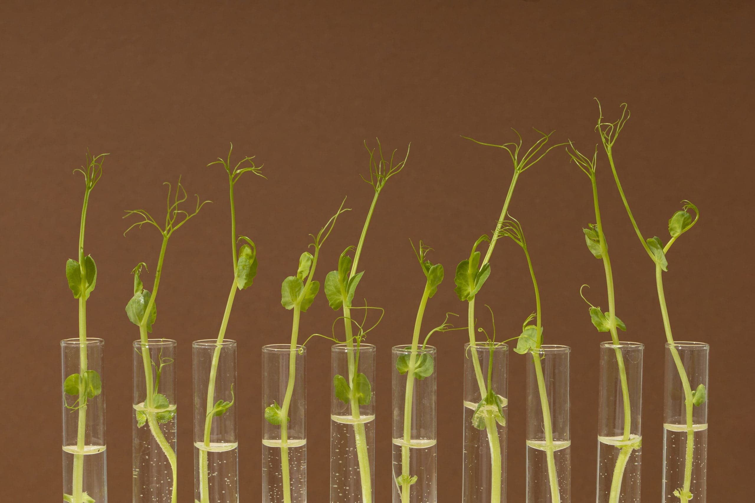 Saiba como poupar com o uso de bioestimulantes na agricultura