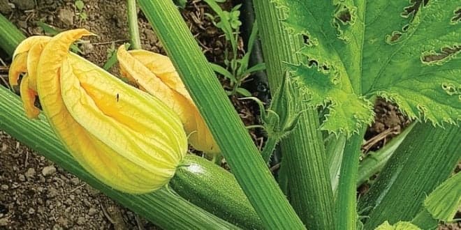Pinhal Maior publica Manual Técnico em Agricultura Biológica. Leia aqui