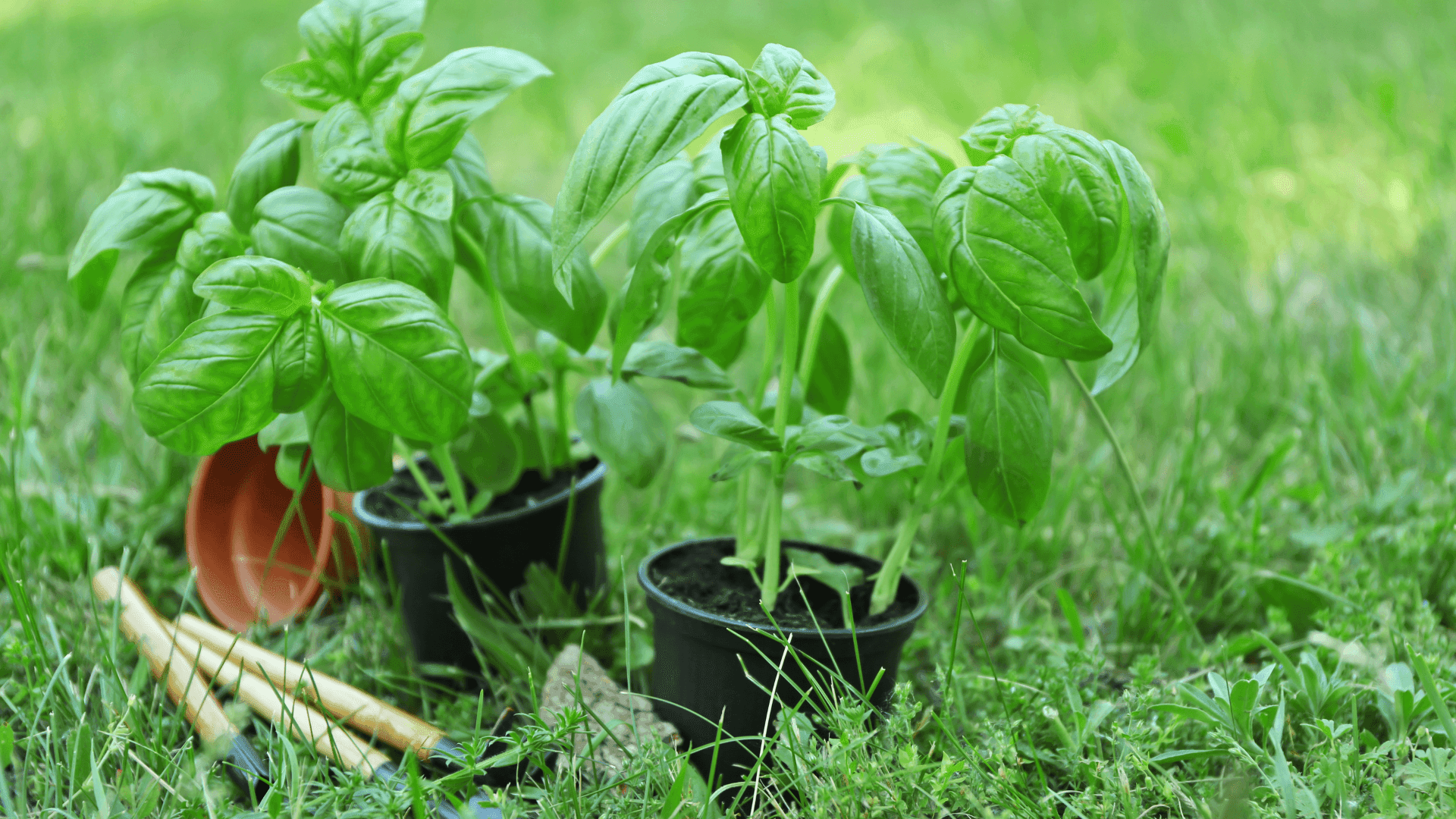 Como cultivar manjerição em vaso: o que deves ter em conta