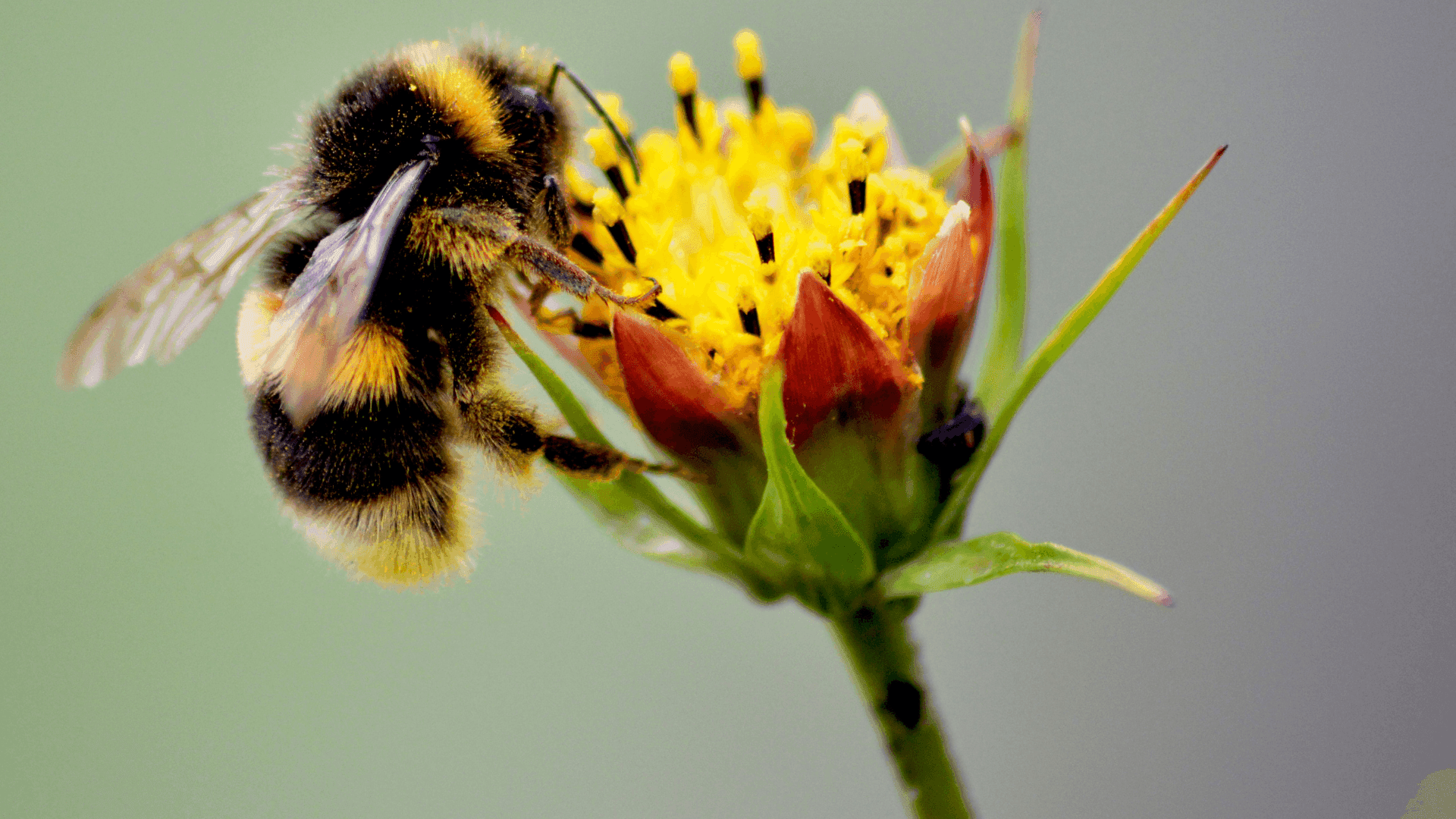 10 exemplos de flores ricas em néctar para atrair polinizadores