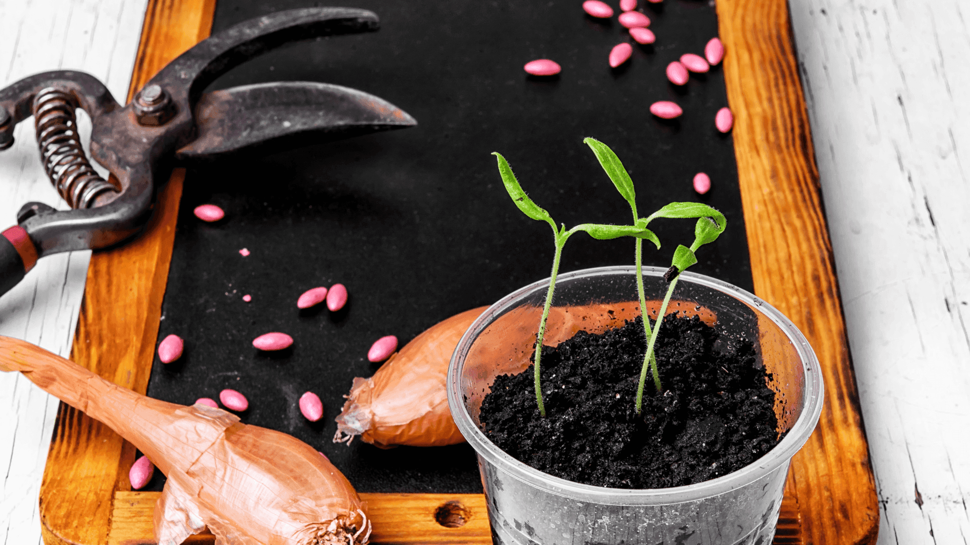 Semear ou Comprar Plantas: prós e contras para ter em conta na sua horta