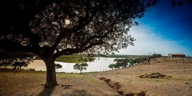 Agricultores europeus isentos das regras aplicáveis às terras em pousio