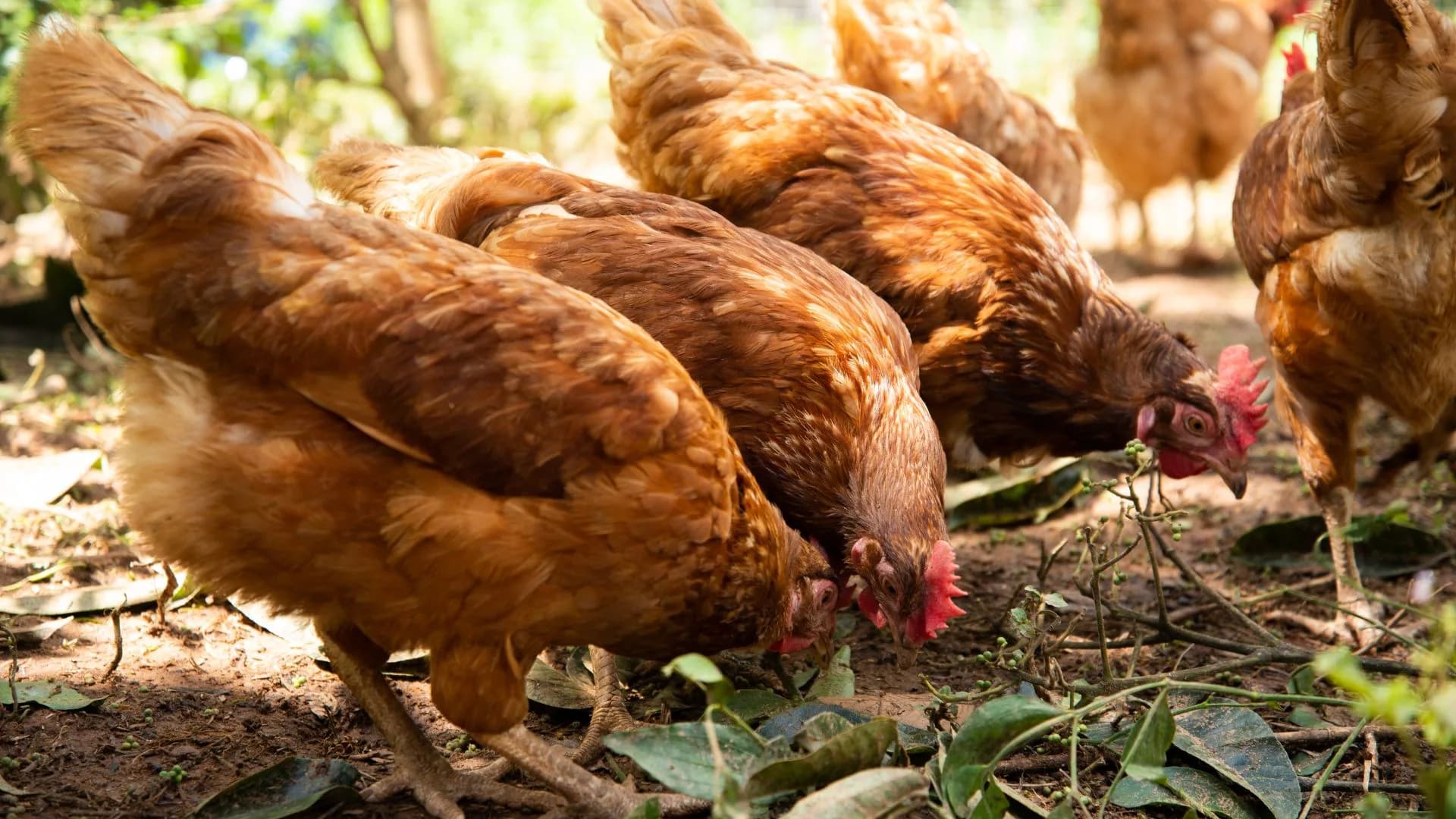 Como criar galinhas no meu jardim