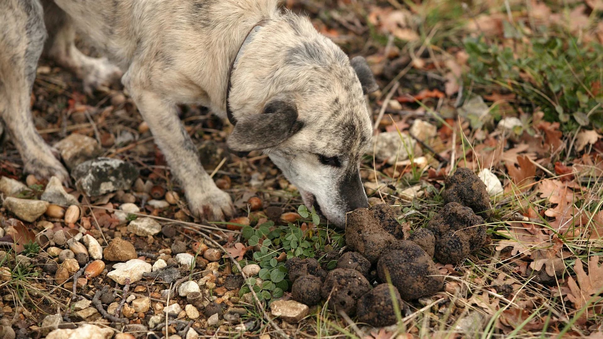 Será possível cultivar trufas em Portugal: descubra aqui