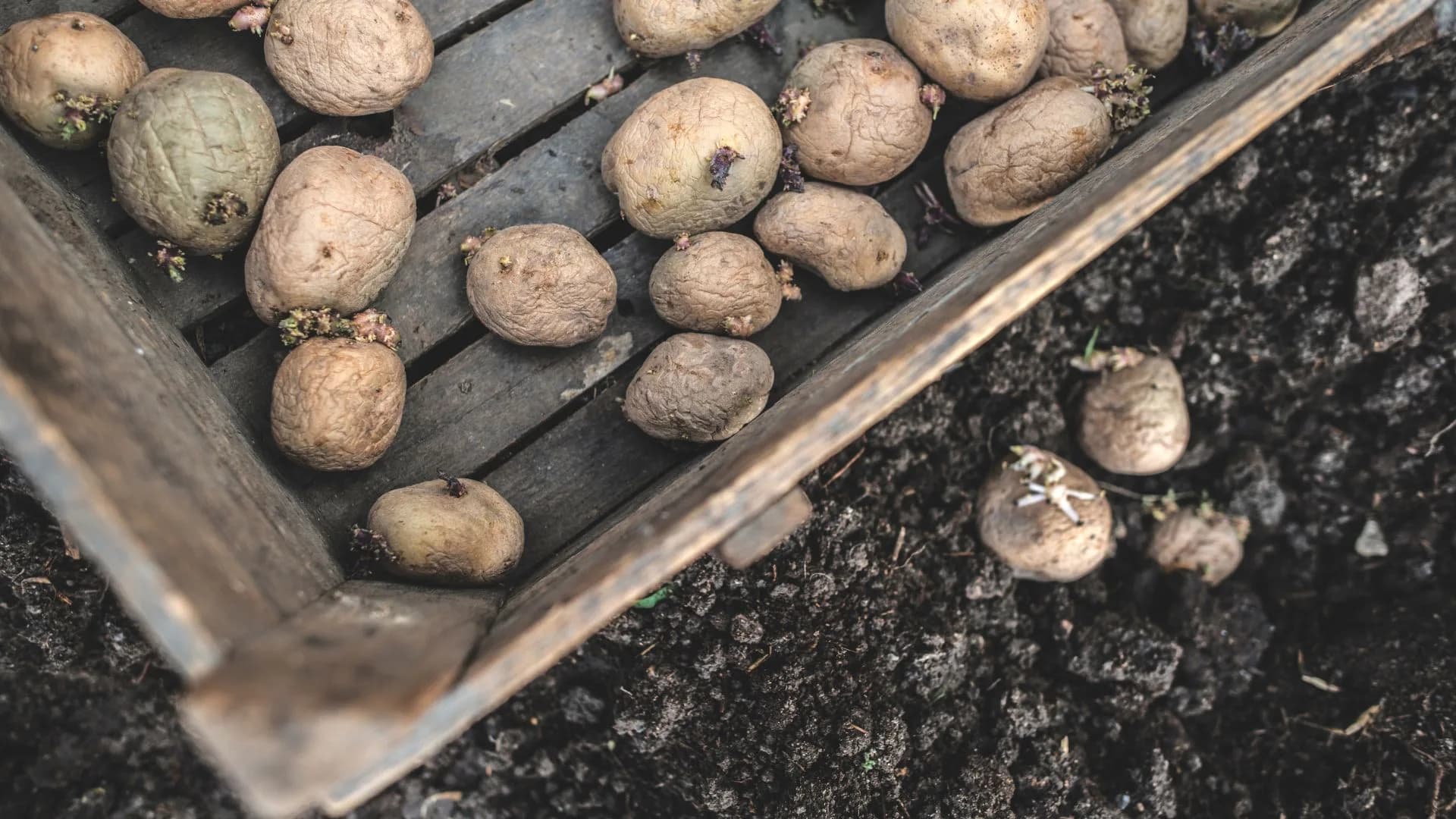 10 variedades de batata para semear que deve conhecer