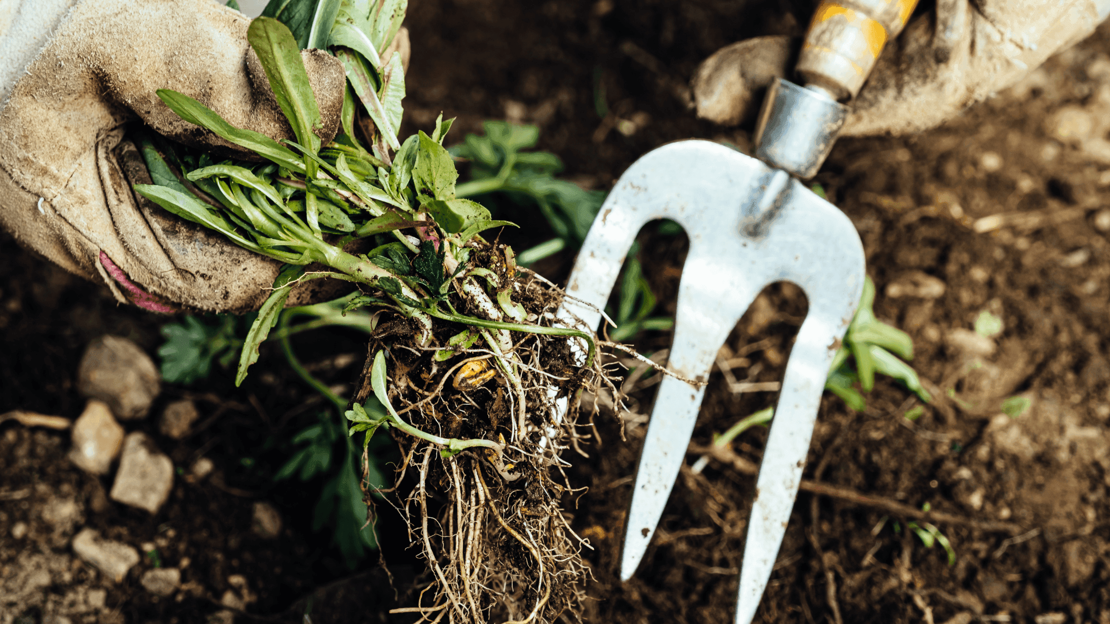 Ervas daninhas anuais vs perenes: principais diferenças a saber