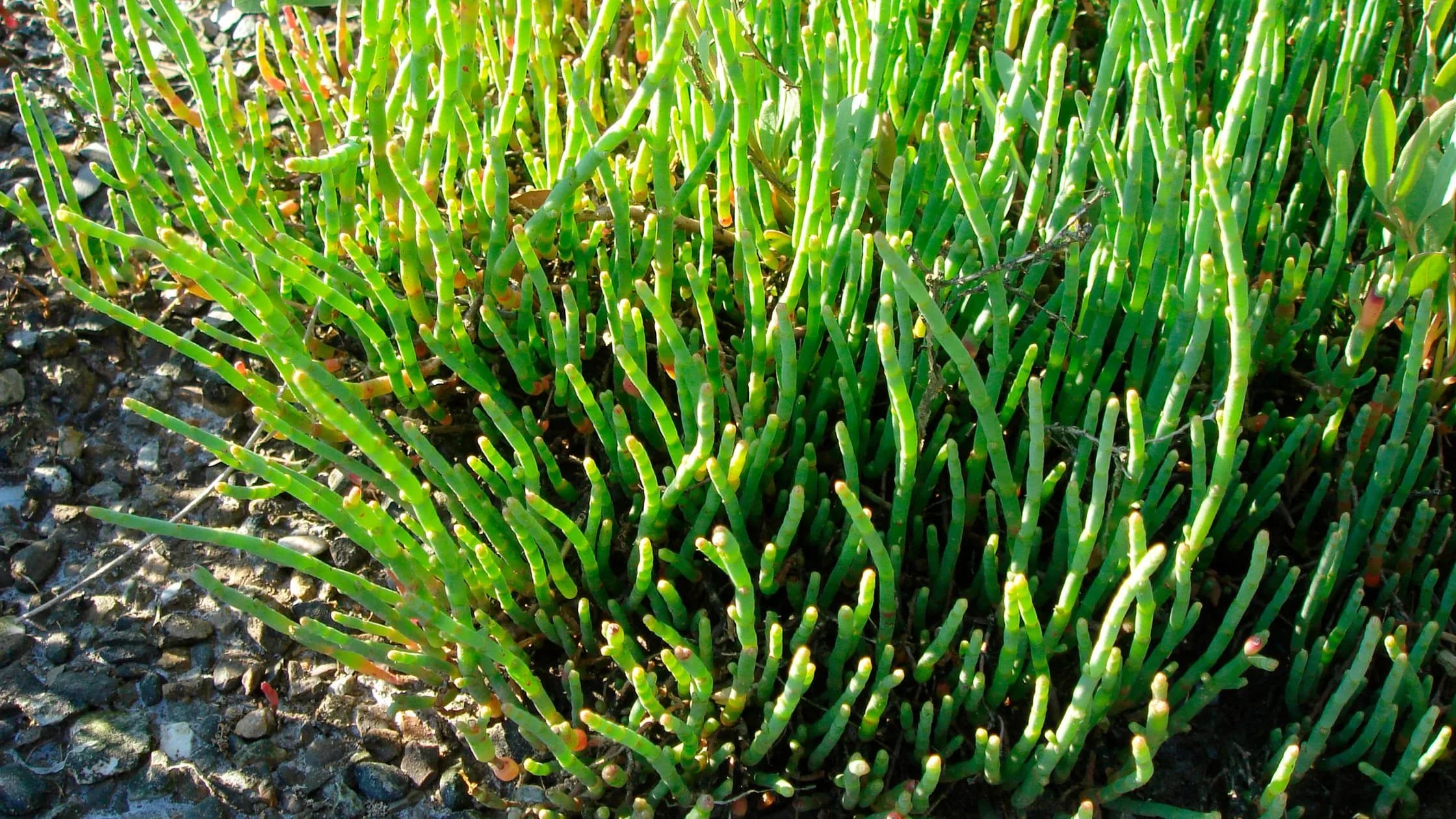 Salicórnia: a planta versátil das zonas costeiras