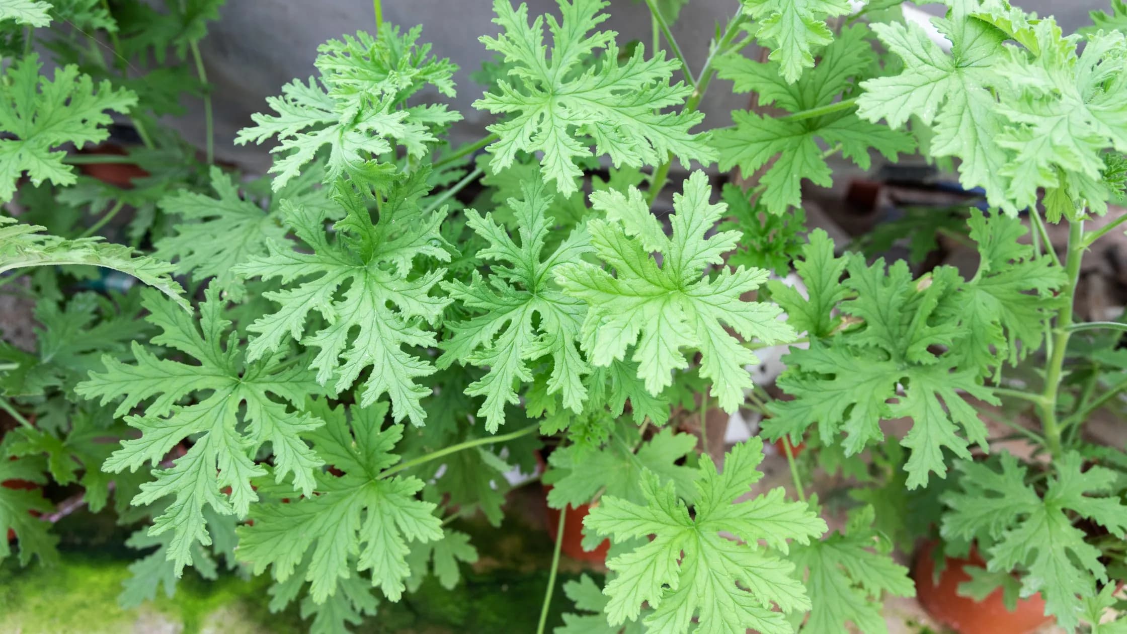 7 exemplos de Plantas Repelentes de Moscas e Mosquitos