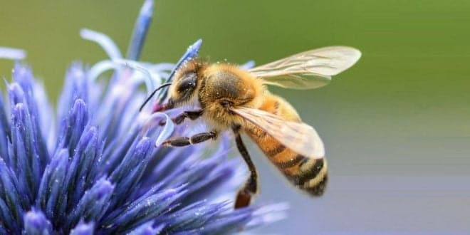 Candidaturas ao European Bee Award prolongadas até 20 de Setembro. Prémio de 4.000 €