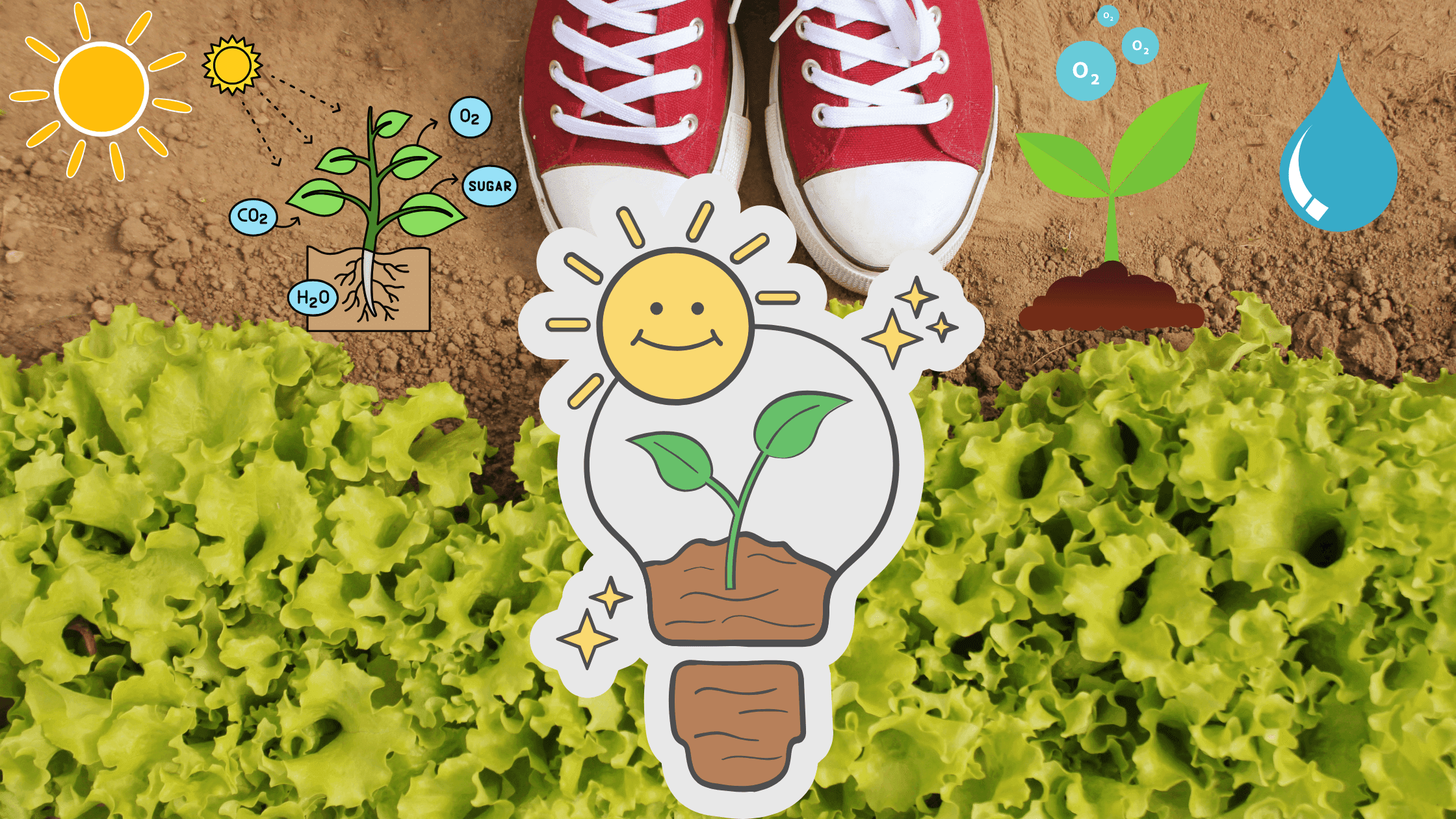 O que as plantas precisam para crescer? Um guia para iniciantes