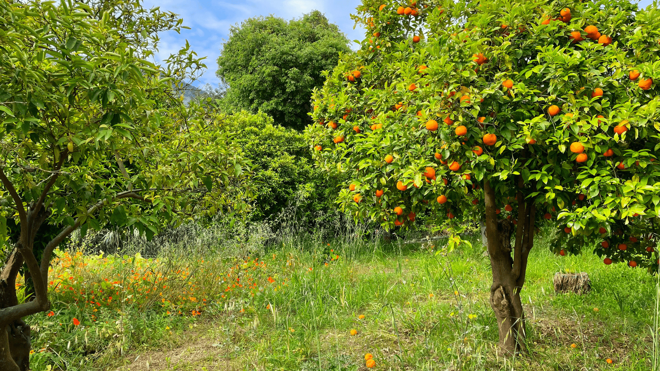 5 fruteiras de fácil manutenção para quem tem pouco tempo no jardim