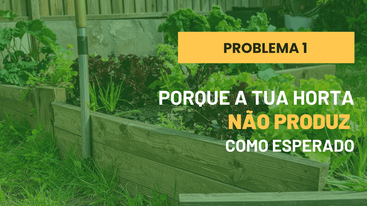 Porque é que a tua horta não dá o que esperavas (mesmo com todos os cuidados)