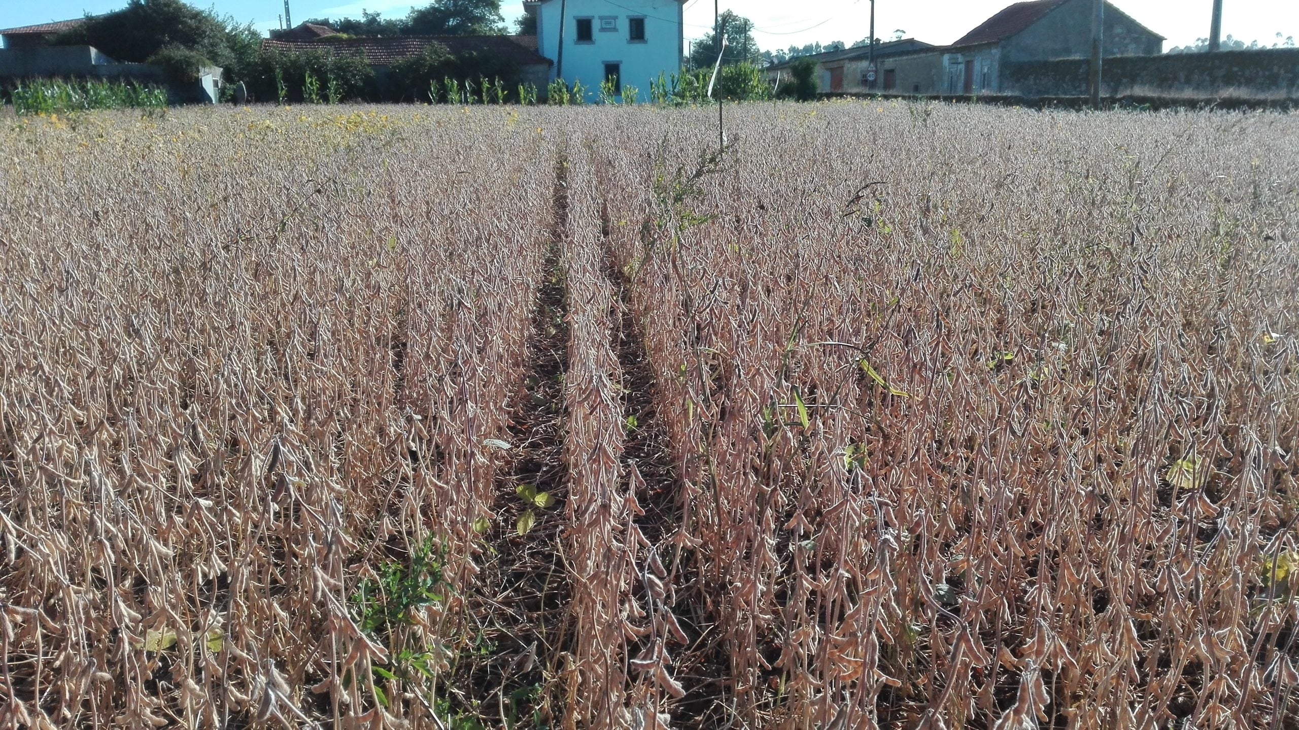 produção de soja em portugal- espaçamento entre-linha 0,35 m