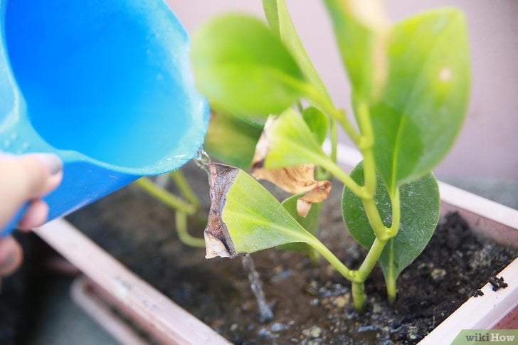 proteger as plantas- evitar o excesso de água