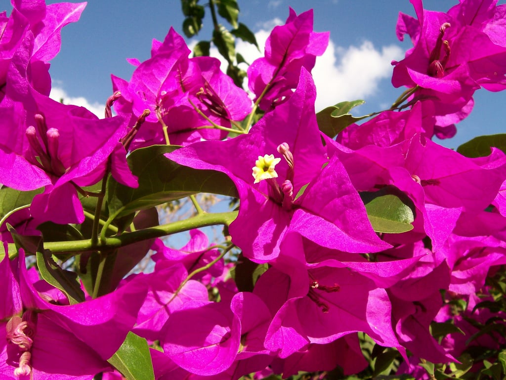 plantas de varandas de casas
