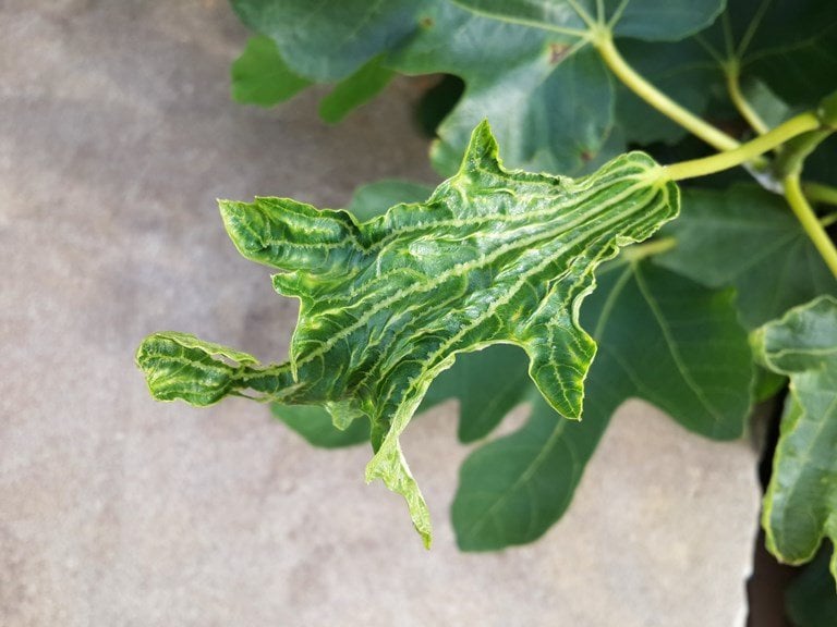 controlo de pragas doenças nas plantas viroses