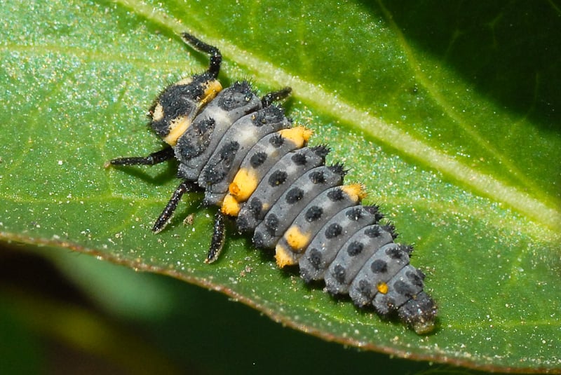 proteger as plantas-larva de joaninha