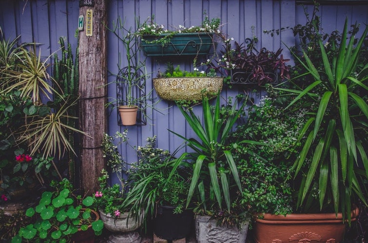 cuidar do jardim para que elas venham até você